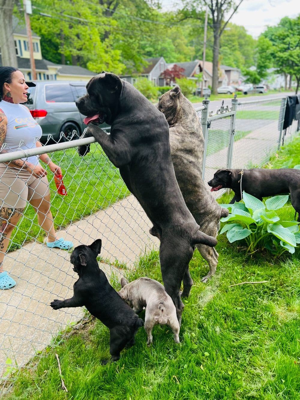 Absolutely perfect Cane Corso Puppies breeder image 9