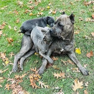 Absolutely perfect Cane Corso Puppies breeder image 12