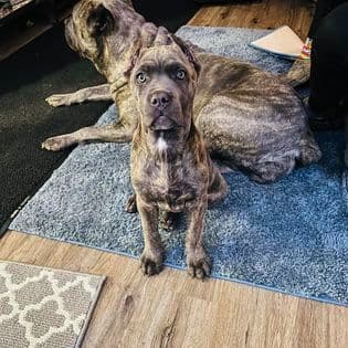 Absolutely perfect Cane Corso Puppies breeder image 13