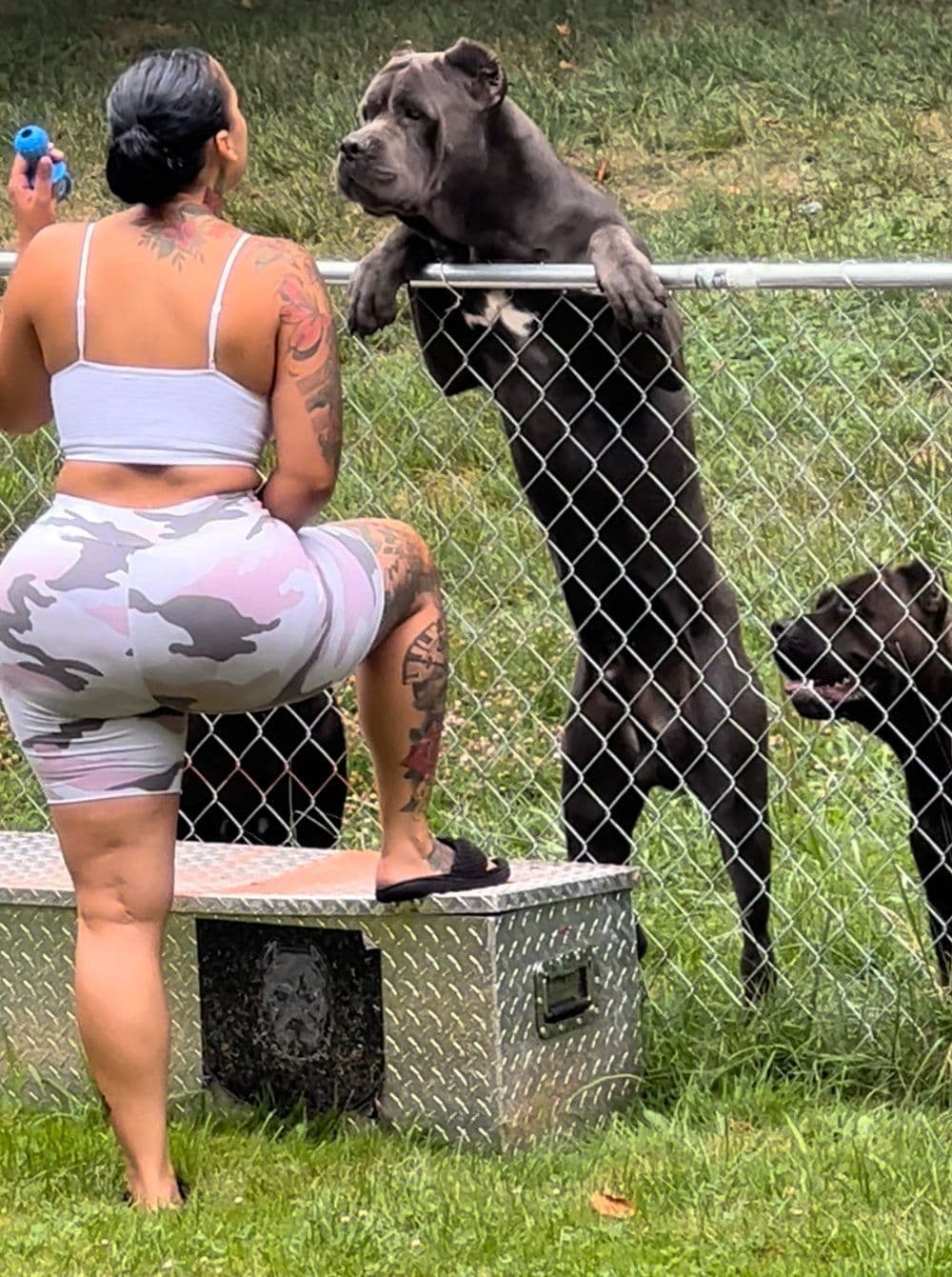 Absolutely perfect Cane Corso Puppies breeder image 15