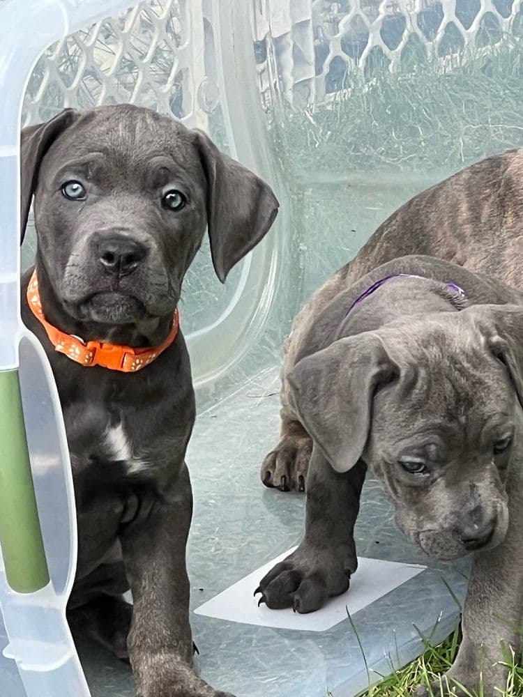 Absolutely perfect Cane Corso Puppies breeder image 17