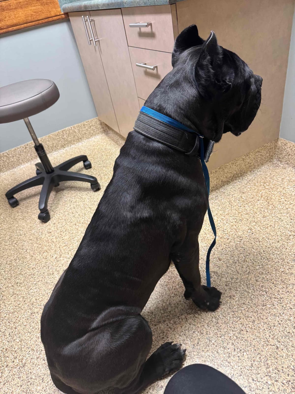 Absolutely perfect Cane Corso Puppies breeder image 18