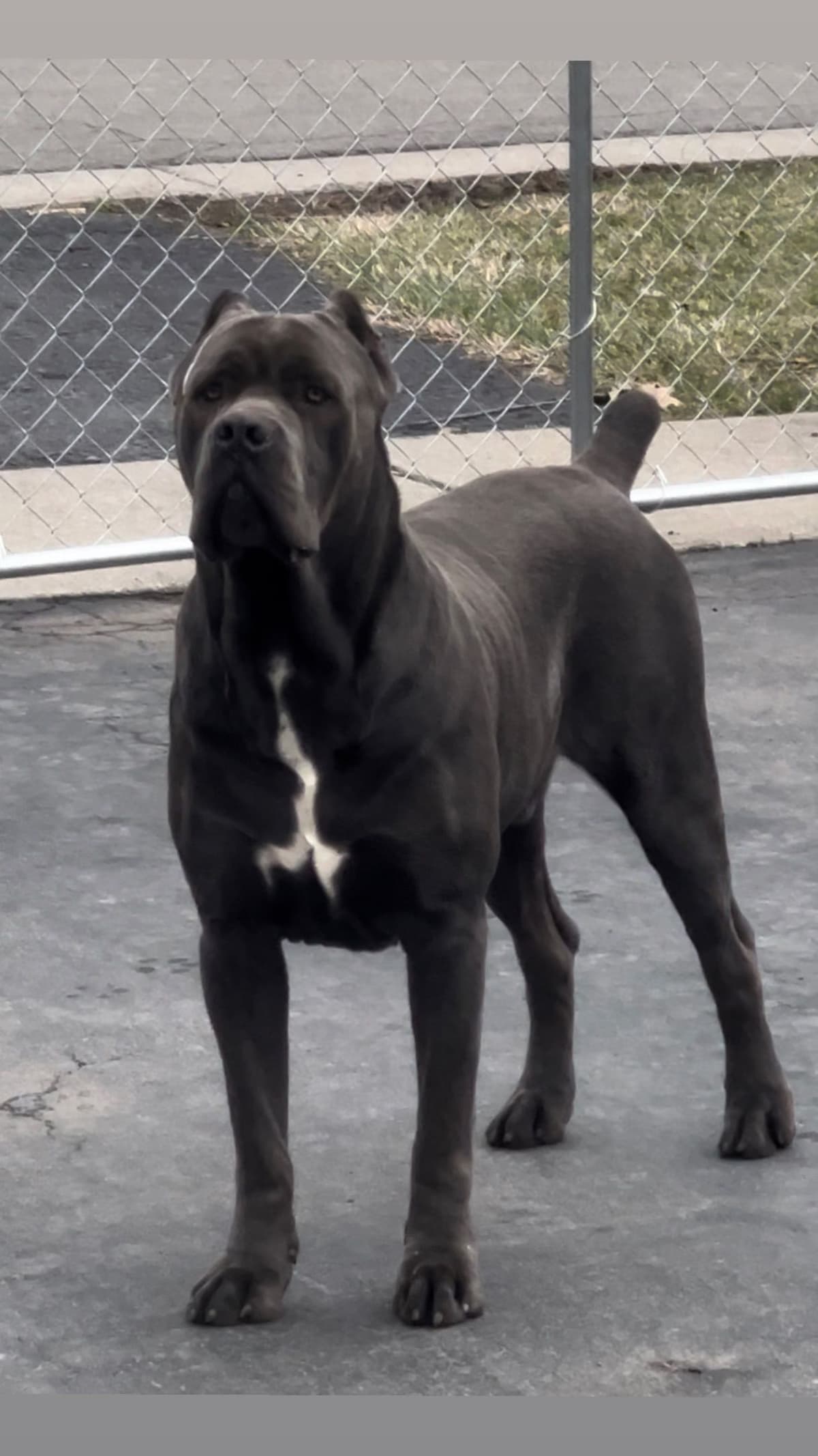 Absolutely perfect Cane Corso Puppies breeder image 20