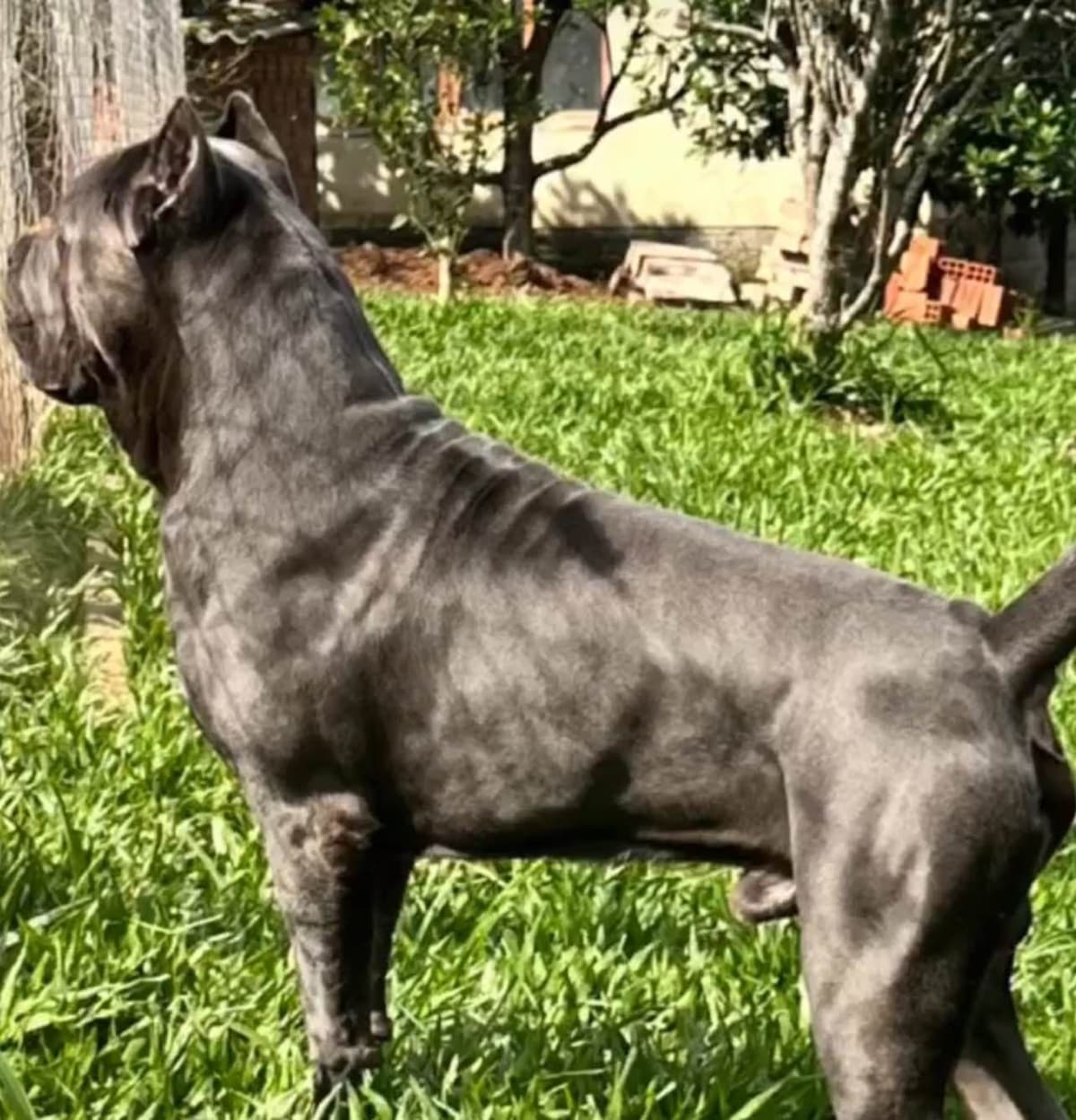 Absolutely perfect Cane Corso Puppies breeder image 21