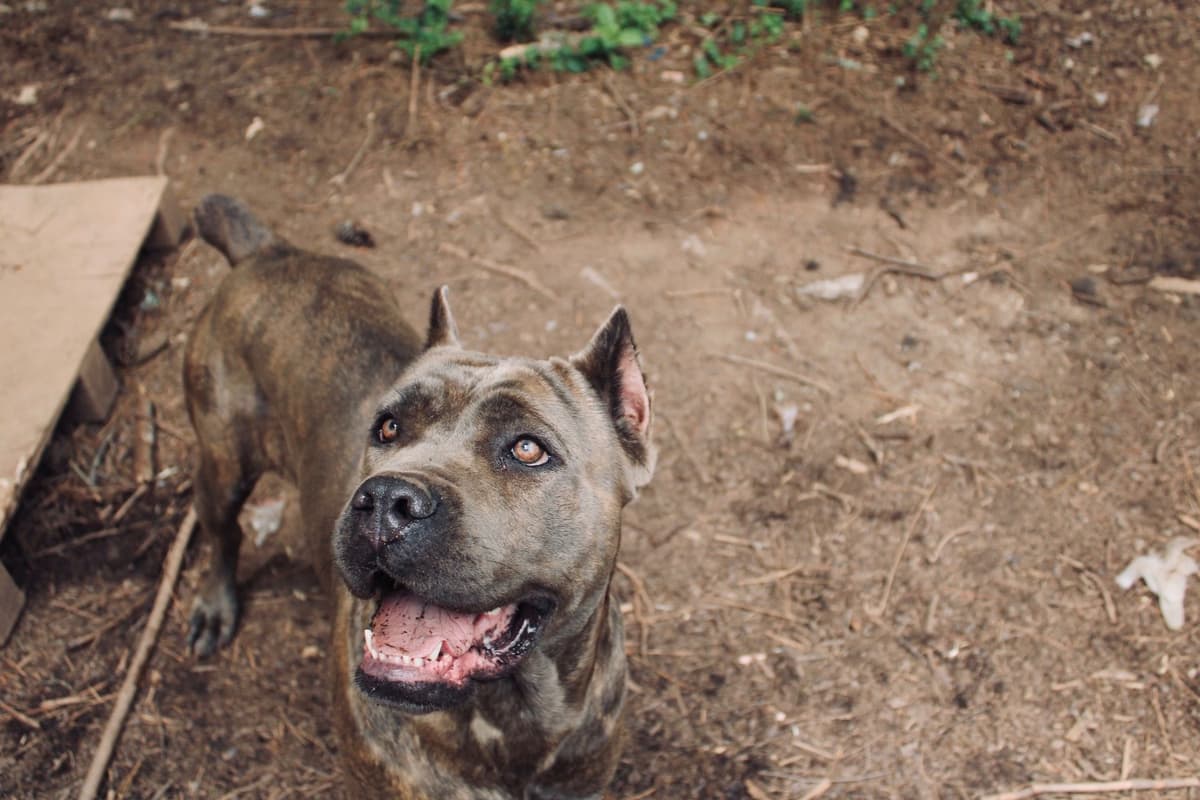 Absolutely perfect Cane Corso Puppies breeder image 22
