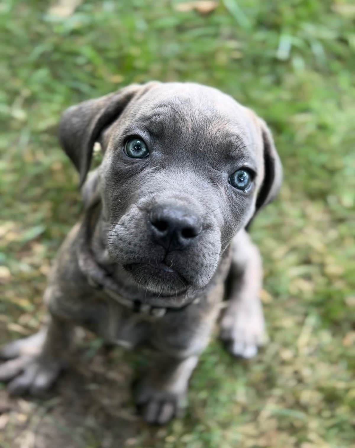 Absolutely perfect Cane Corso Puppies breeder image 24