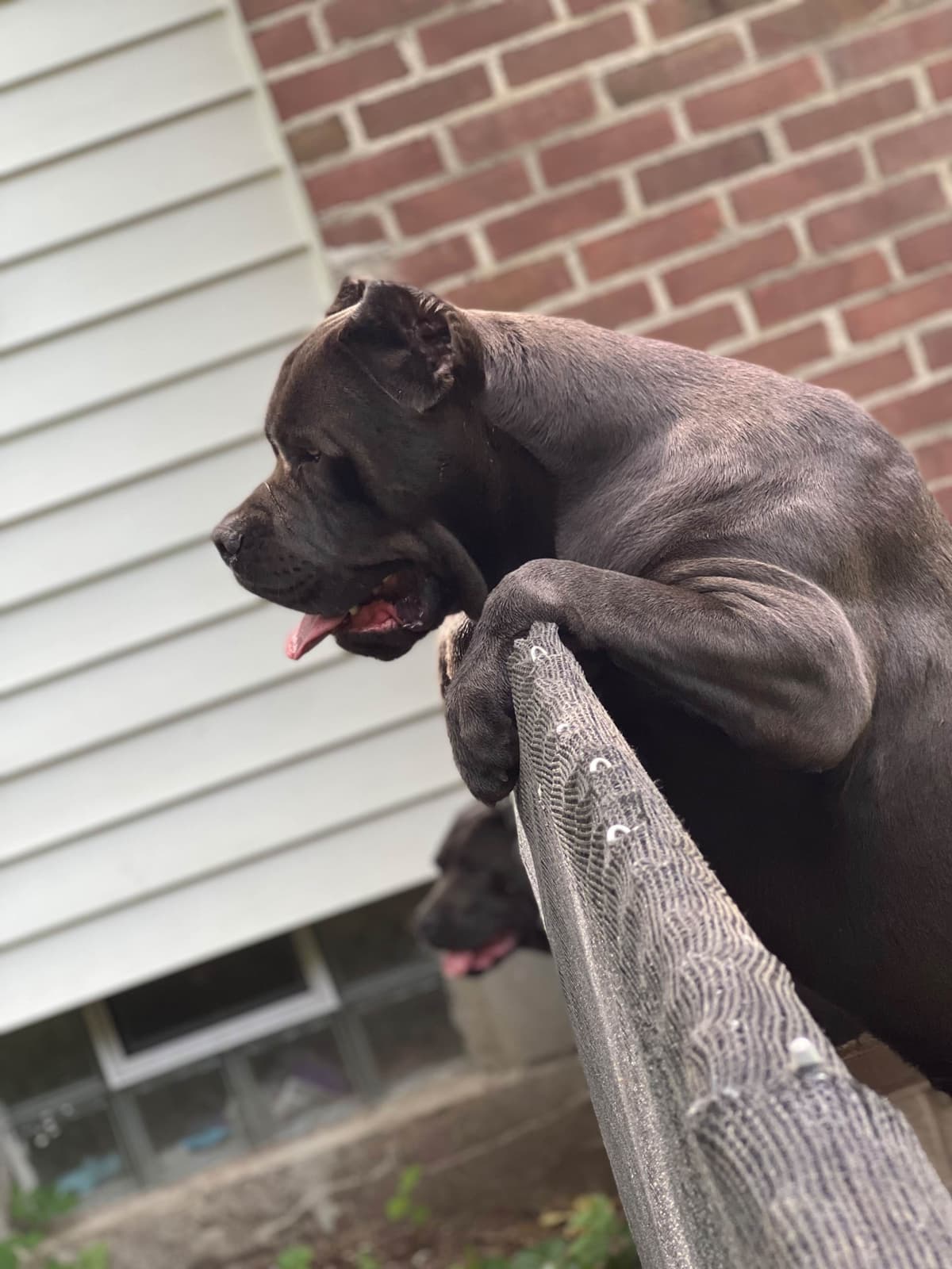 Absolutely perfect Cane Corso Puppies breeder image 25
