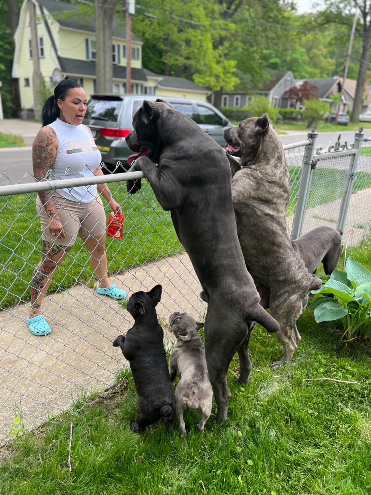 Absolutely perfect Cane Corso Puppies breeder image 26