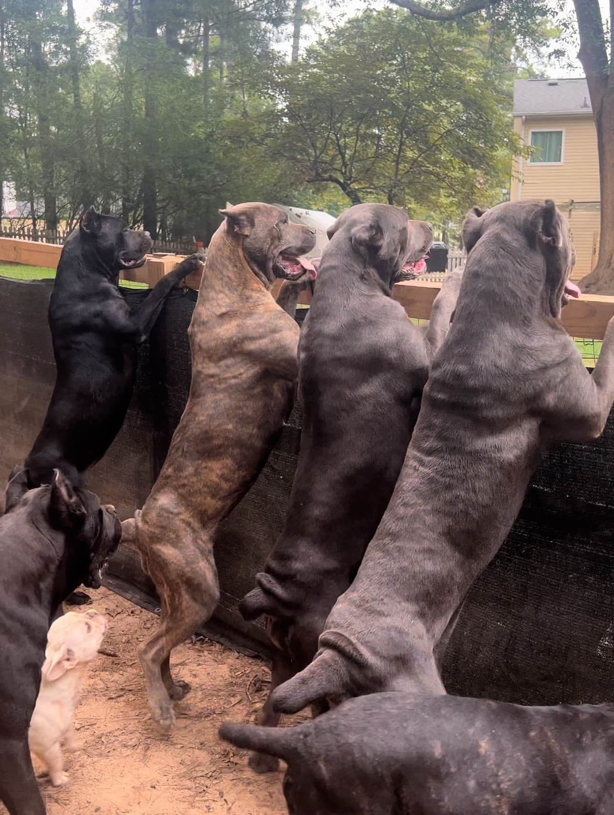 Absolutely perfect Cane Corso Puppies breeder image 28