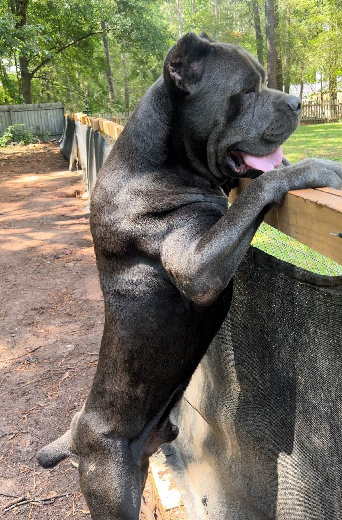 Absolutely perfect Cane Corso Puppies breeder image 29