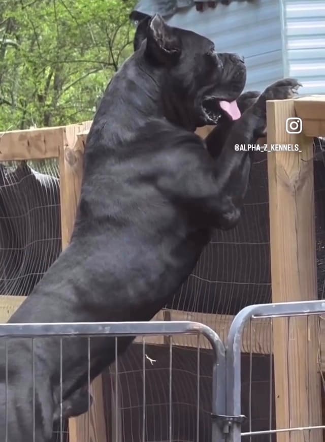 Absolutely perfect Cane Corso Puppies media 2
