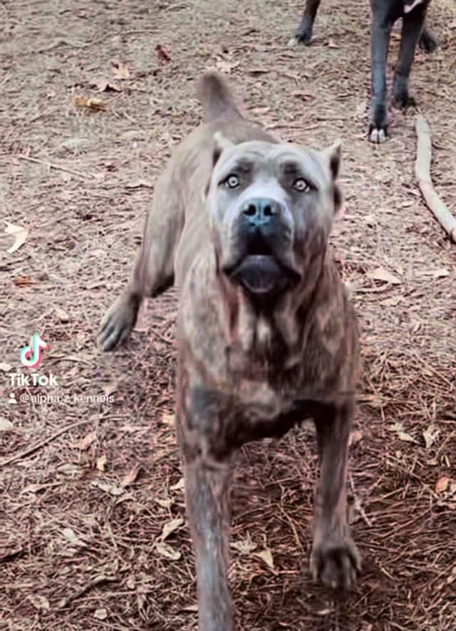 Absolutely perfect Cane Corso Puppies media 3
