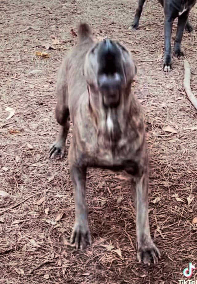 Absolutely perfect Cane Corso Puppies media 4