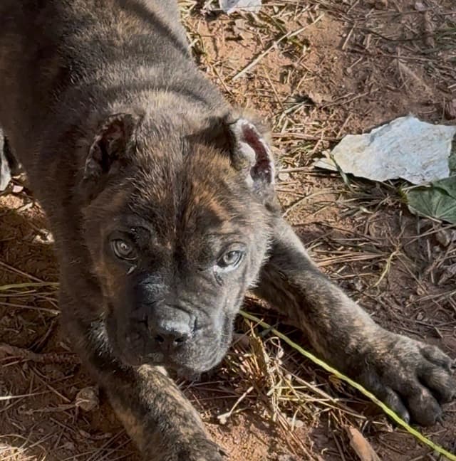Absolutely perfect Cane Corso Puppies media 5