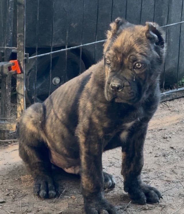 Absolutely perfect Cane Corso Puppies media 6