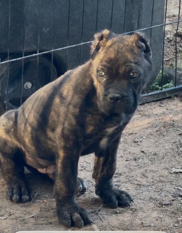 Absolutely perfect Cane Corso Puppies media 7