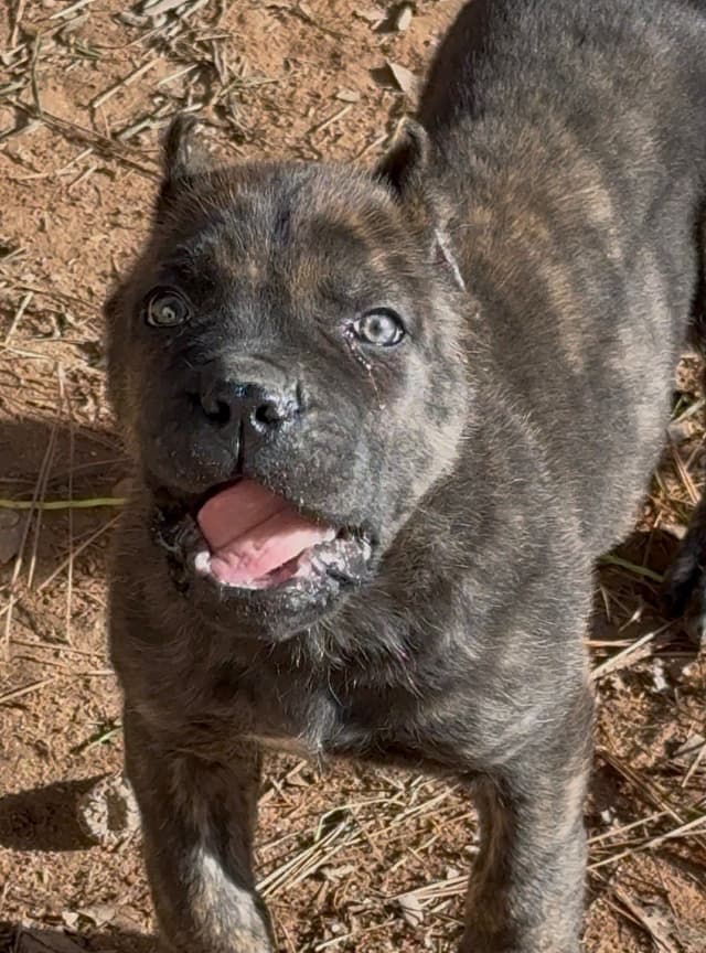 Absolutely perfect Cane Corso Puppies media 8
