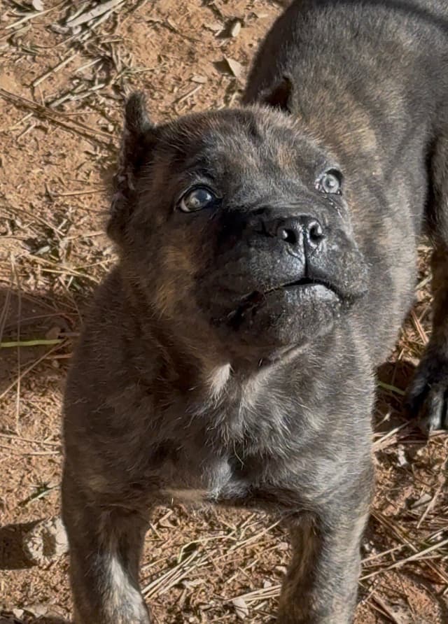 Absolutely perfect Cane Corso Puppies media 9