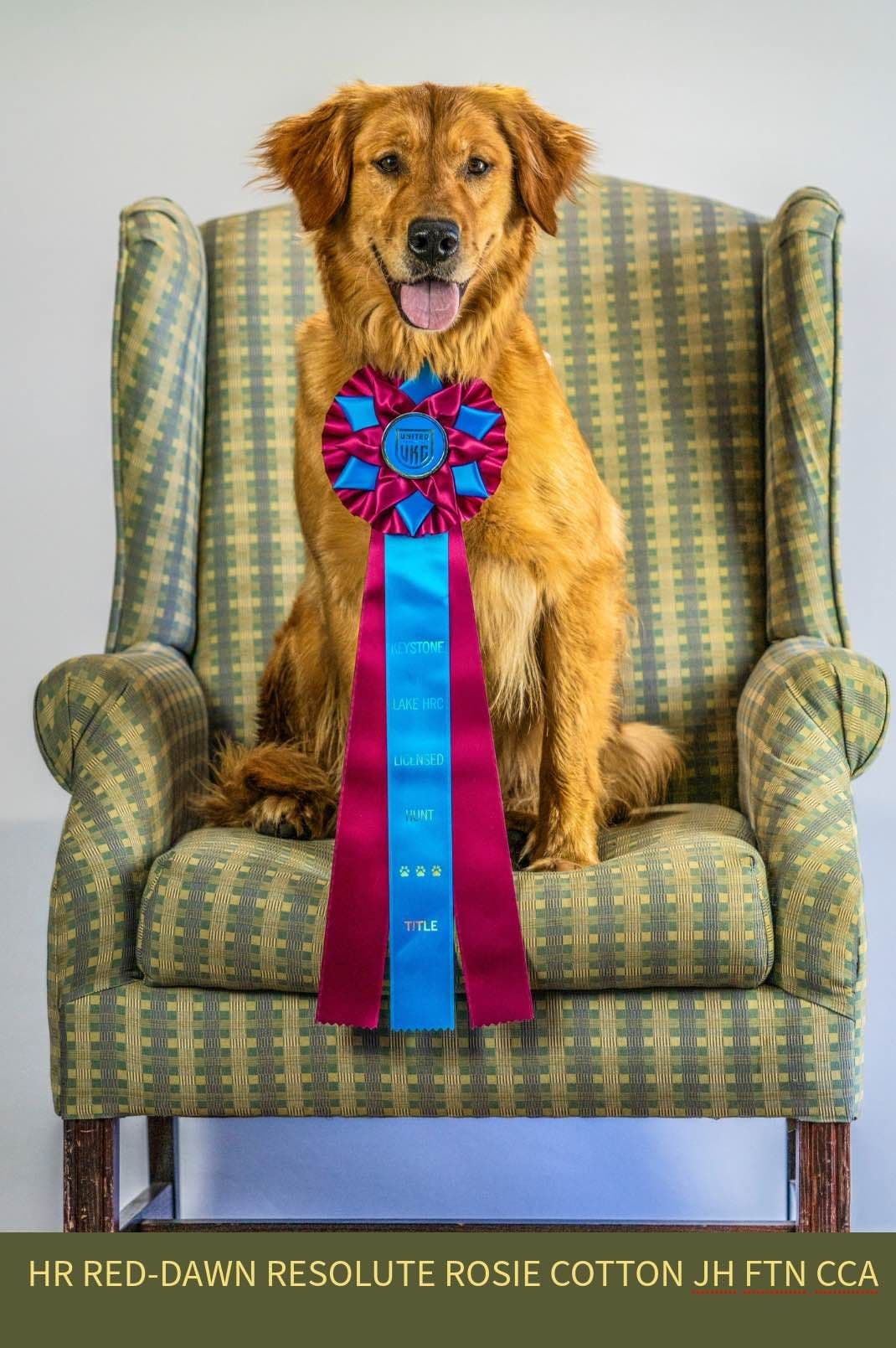 OFA CHIC + ECHO + Diversity Tested Parents breeder image 19