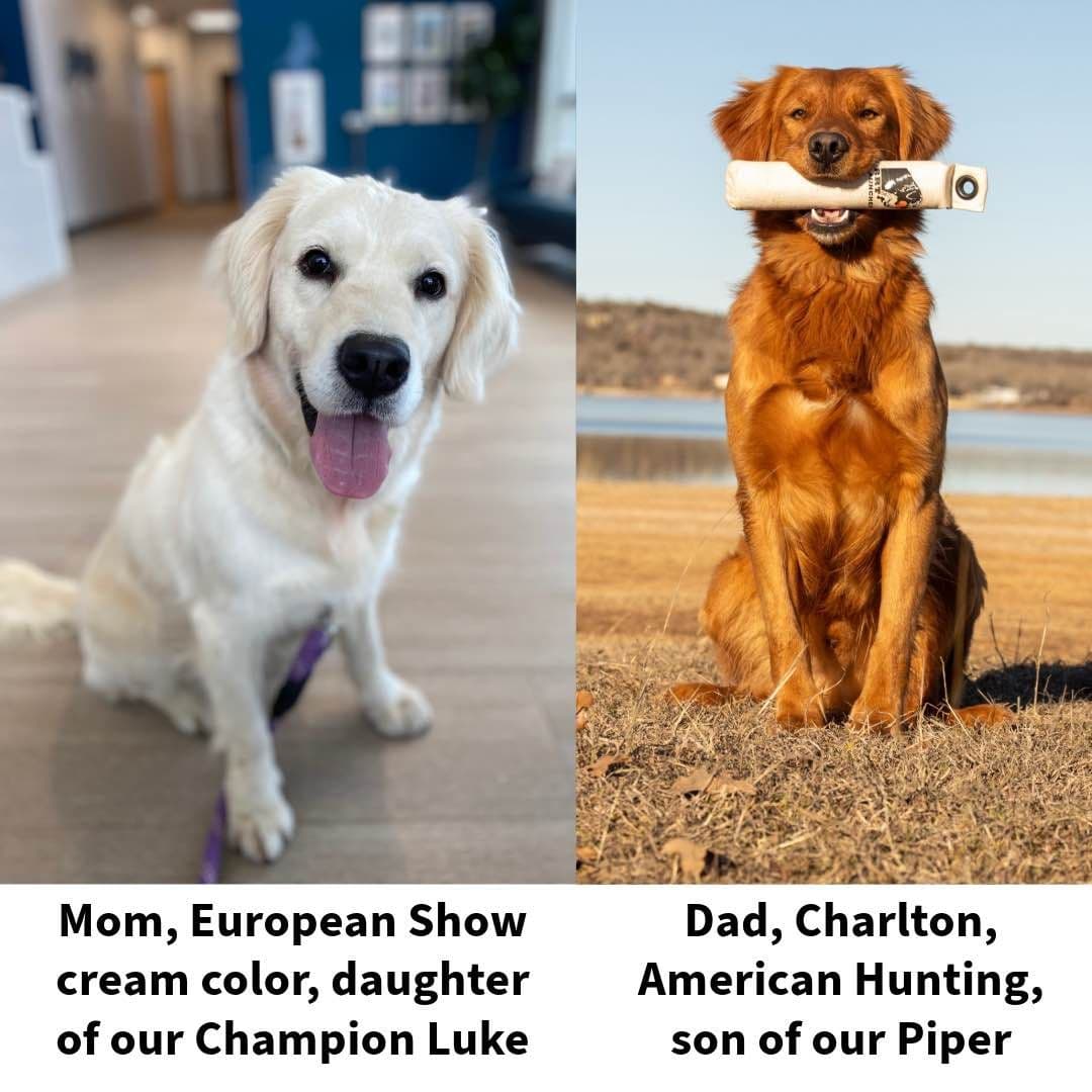 OFA CHIC + ECHO + Diversity Tested Parents breeder image 21