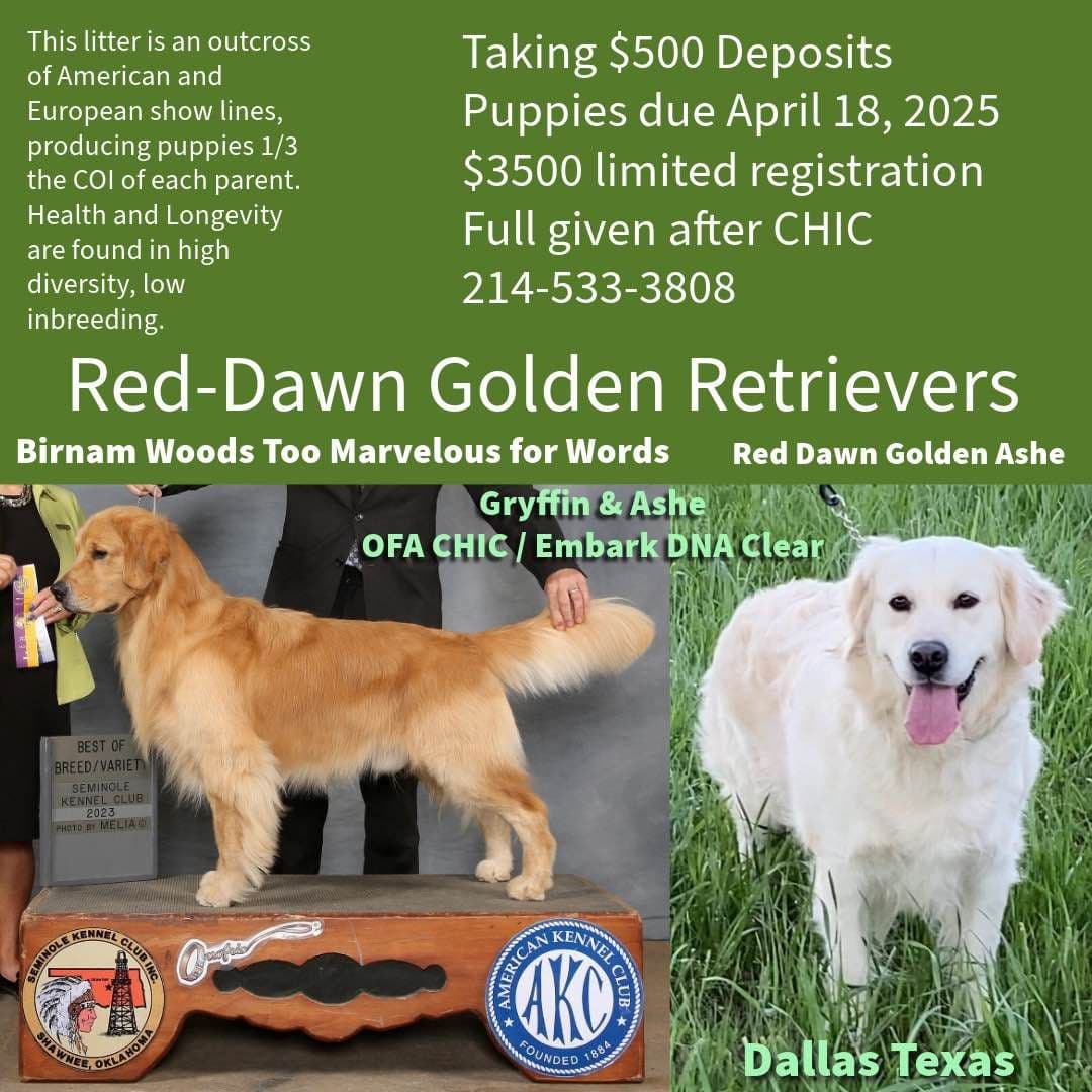 OFA CHIC + ECHO + Diversity Tested Parents breeder image 25