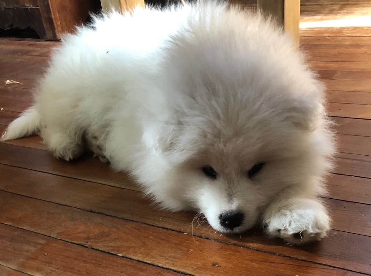 Samoyed Russian Champion Bloodline puppies and adults available breeder image 6