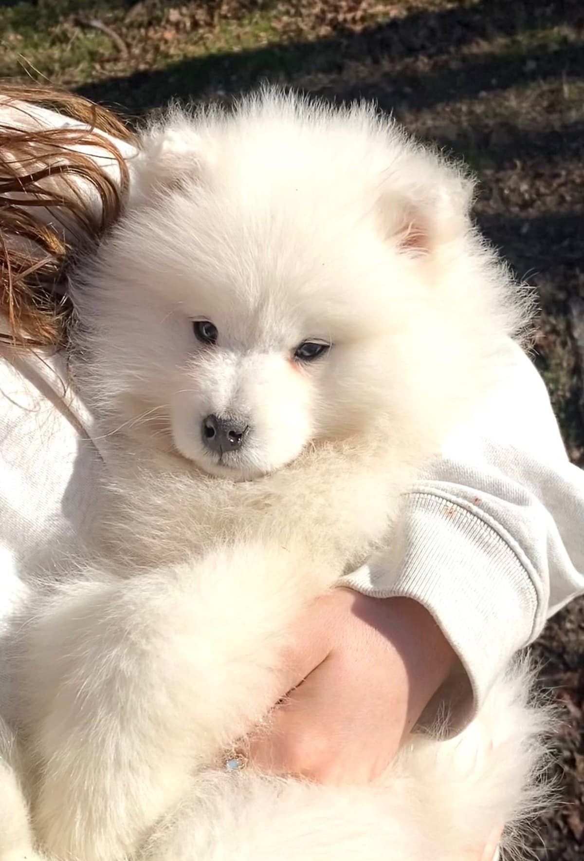 Samoyed Russian Champion Bloodline puppies and adults available breeder image 1