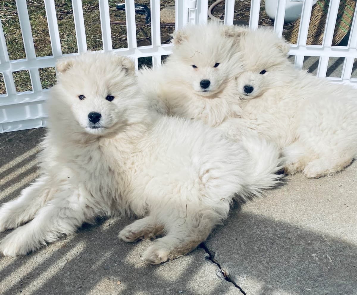 Samoyed Russian Champion Bloodline puppies and adults available breeder image 15