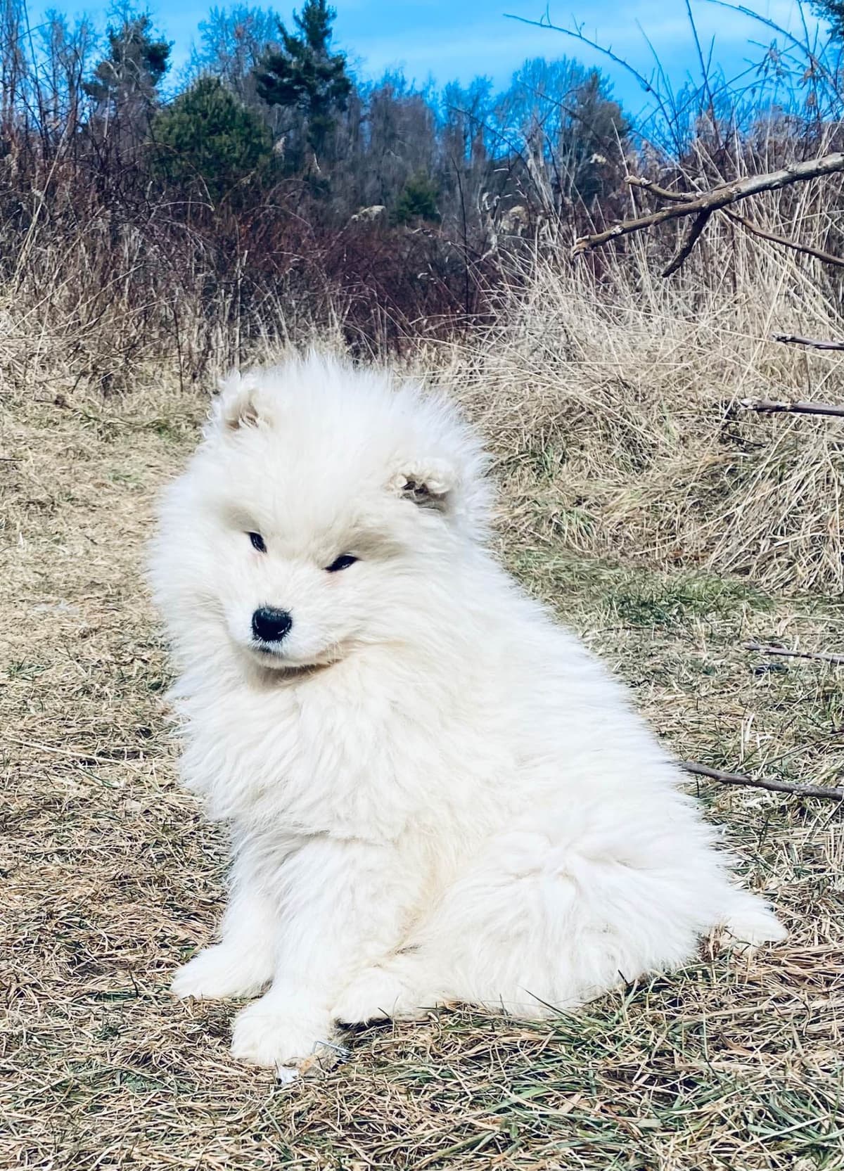 Samoyed Russian Champion Bloodline puppies and adults available breeder image 12