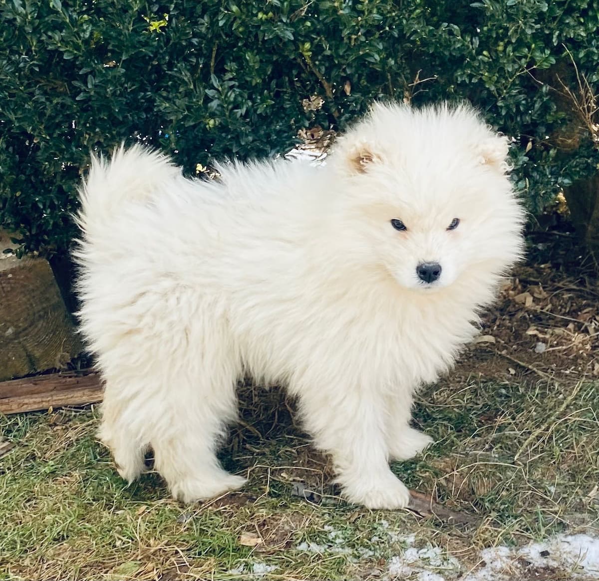 Samoyed Russian Champion Bloodline puppies and adults available breeder image 11