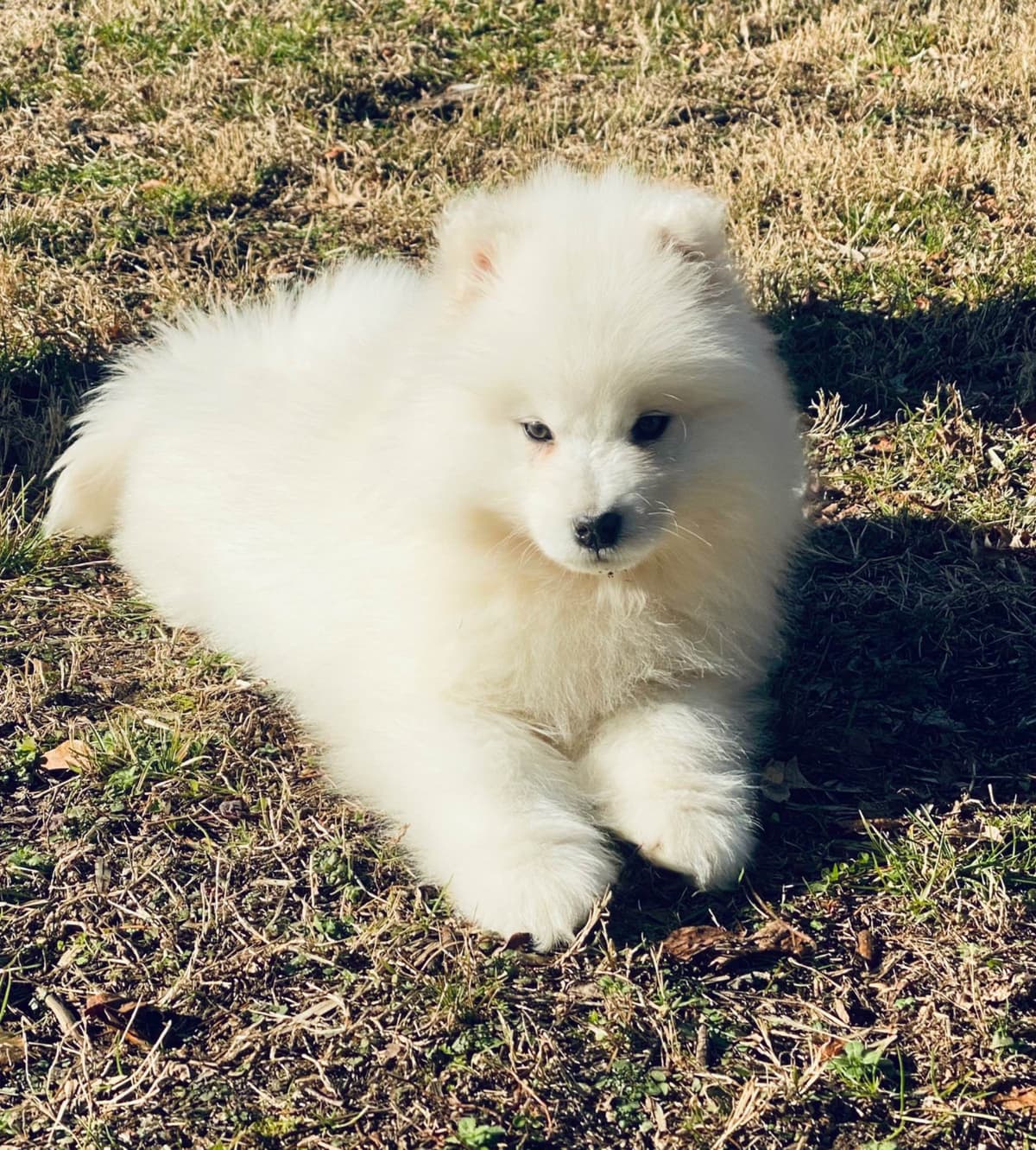 Samoyed Russian Champion Bloodline puppies and adults available breeder image 14