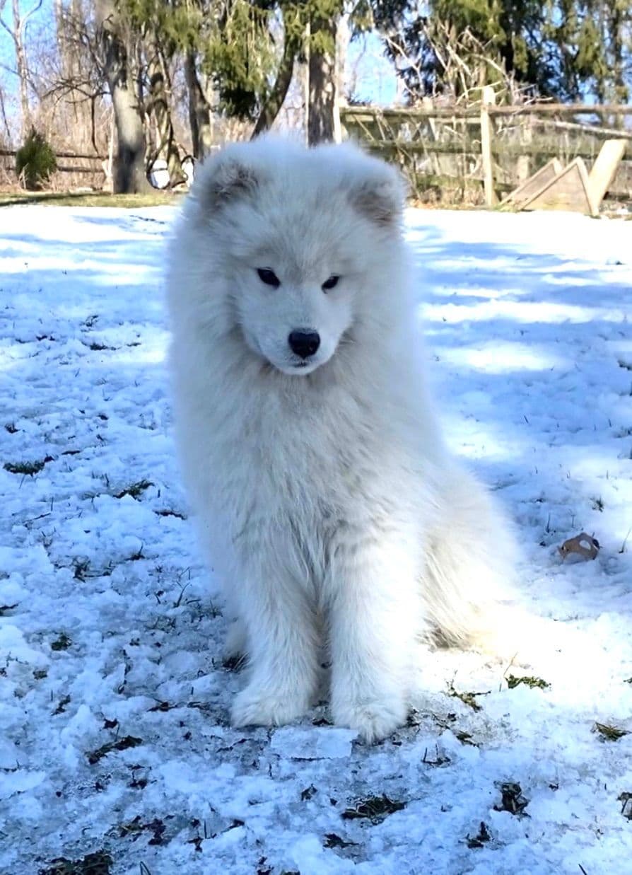 Samoyed Russian Champion Bloodline puppies and adults available breeder image 7