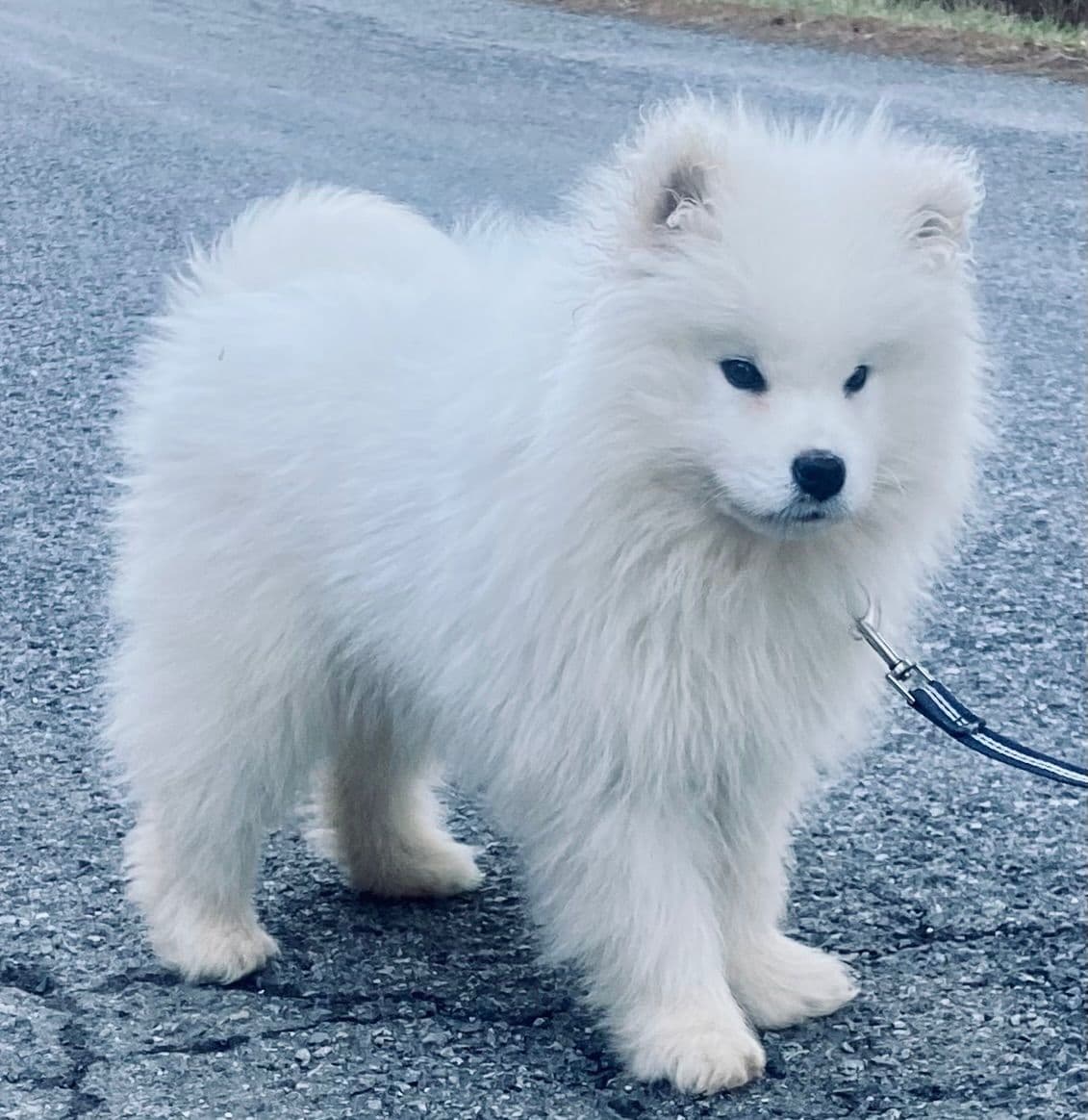 Samoyed Russian Champion Bloodline puppies and adults available breeder image 2