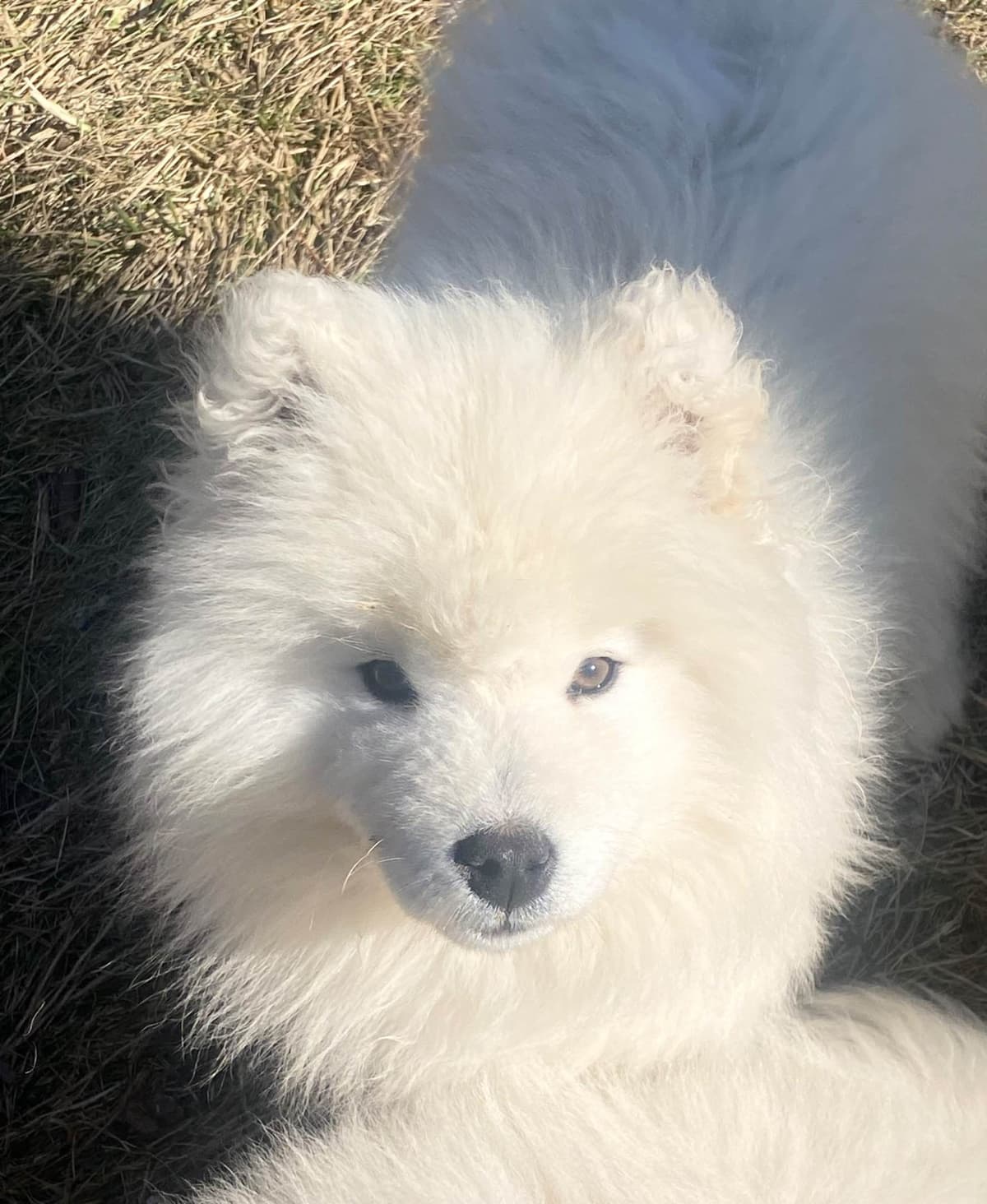 Samoyed Russian Champion Bloodline puppies and adults available breeder image 3