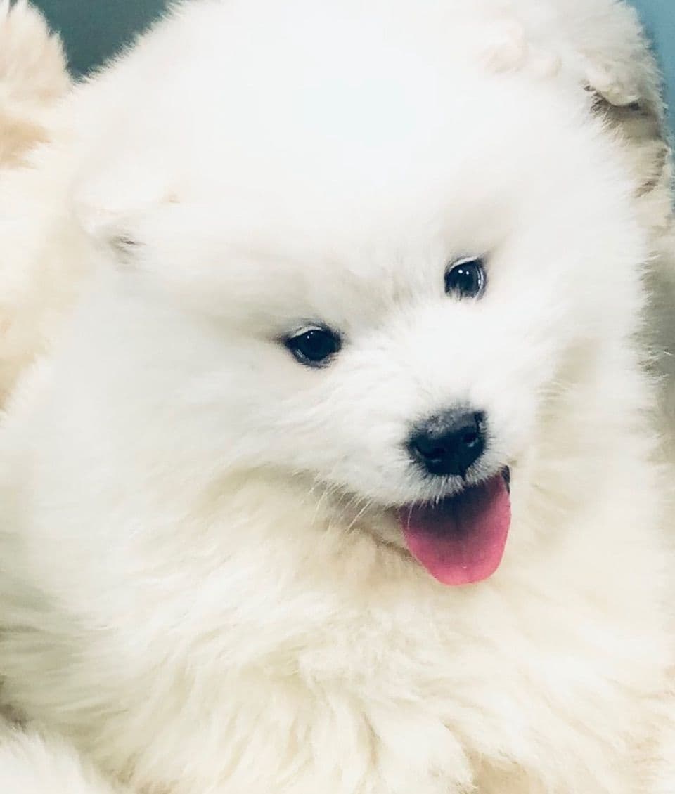 Samoyed Russian Champion Bloodline puppies and adults available breeder image 9
