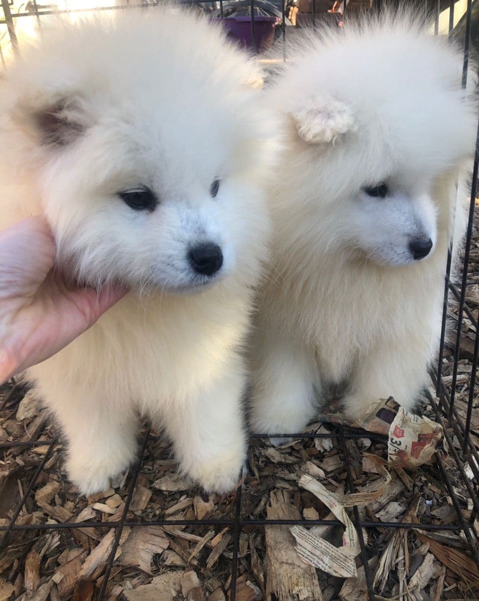 Samoyed Russian Champion Bloodline puppies and adults available breeder image 13