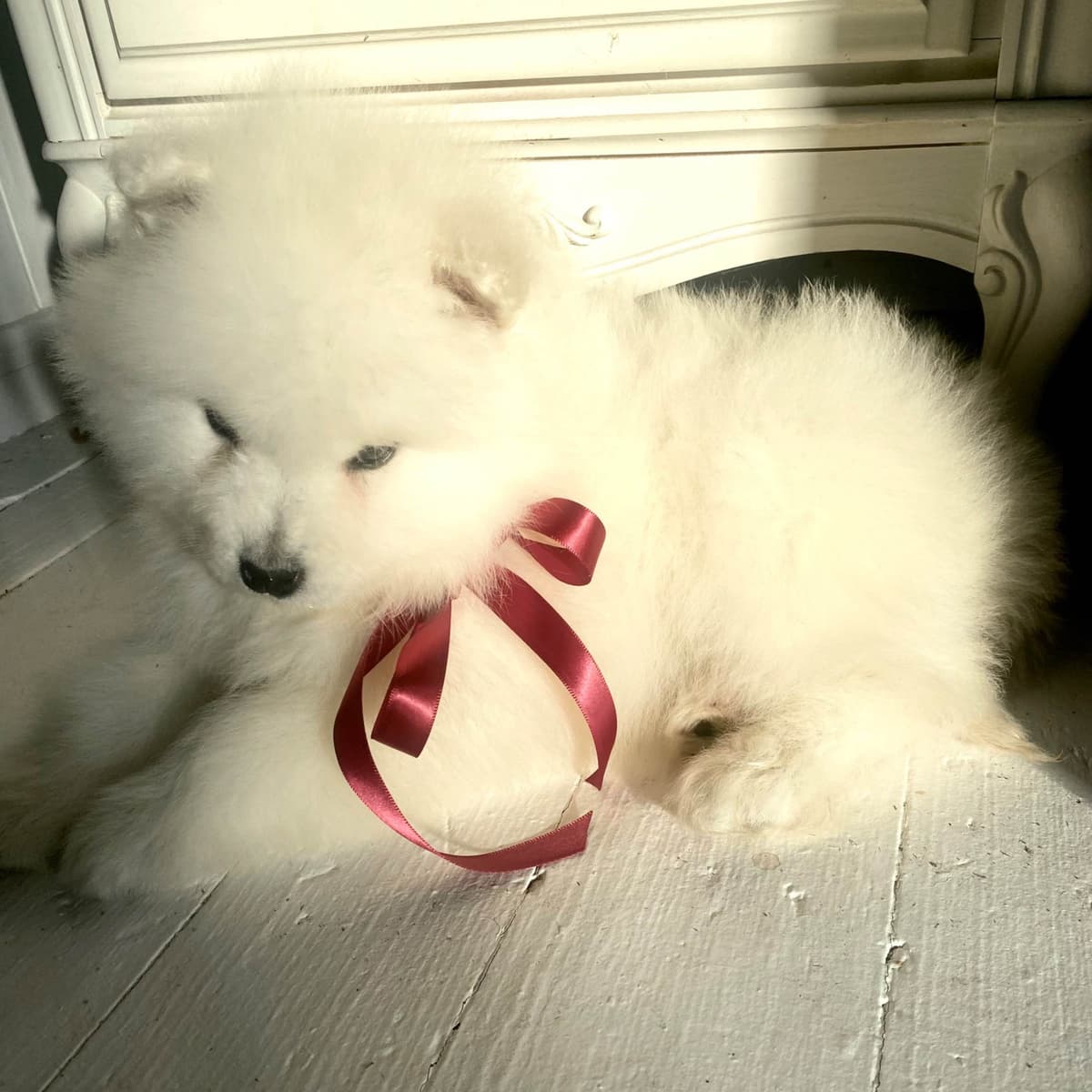 Samoyed Russian Champion Bloodline puppies and adults available breeder image 8