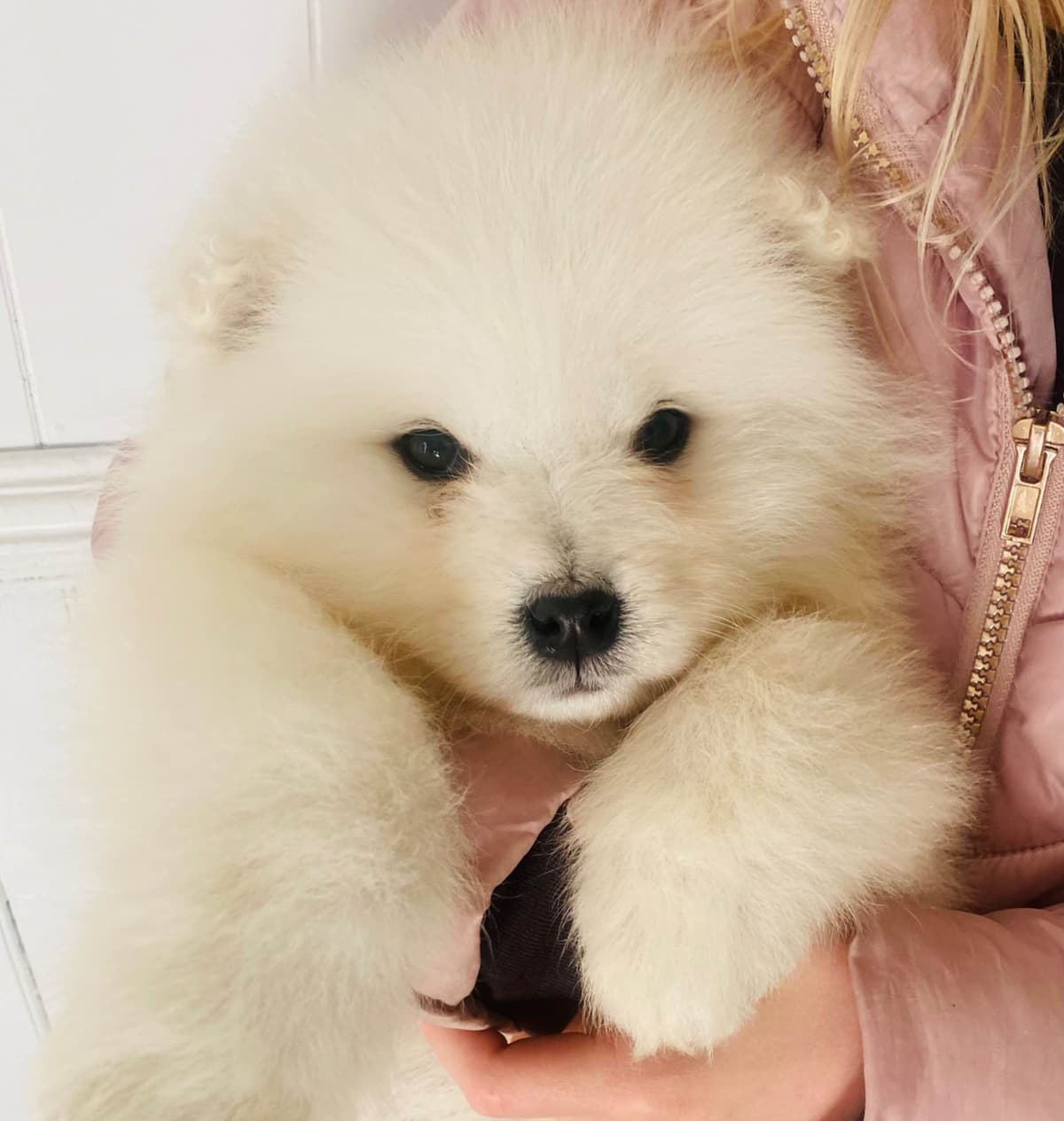 Samoyed Russian Champion Bloodline puppies and adults available breeder image 19