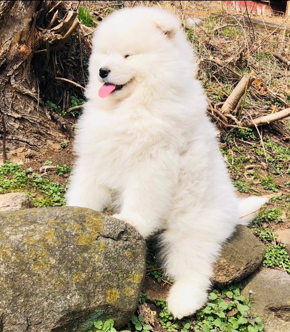Samoyed Russian Champion Bloodline puppies and adults available breeder image 18