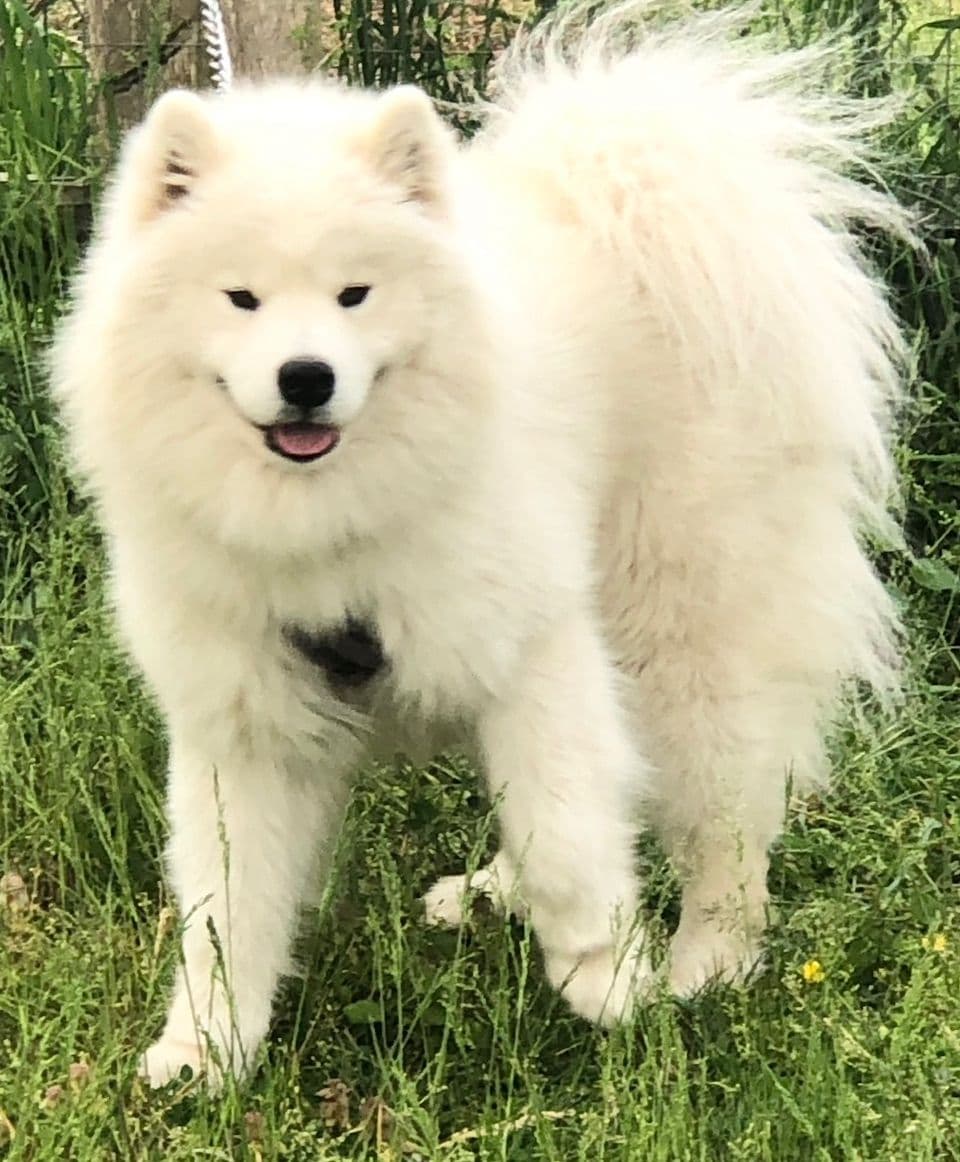 Samoyed Russian Champion Bloodline puppies and adults available breeder image 27