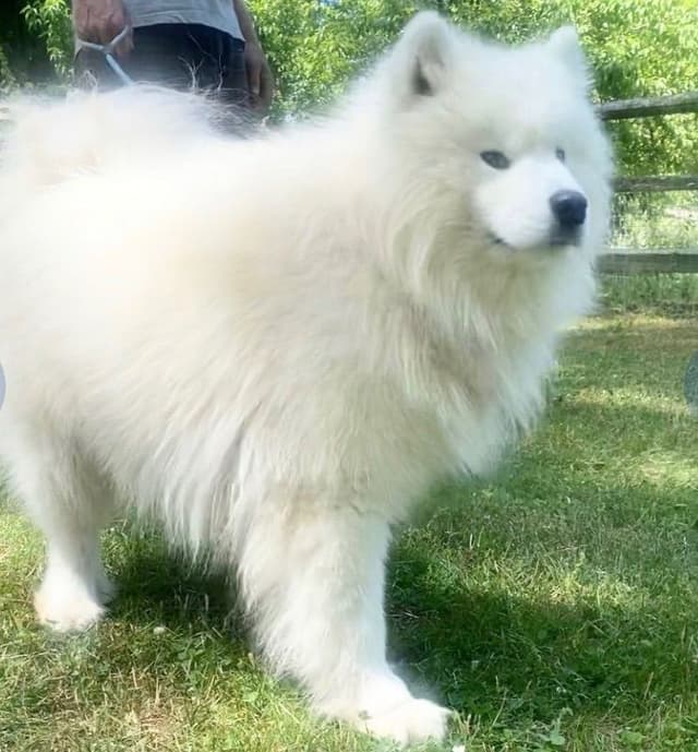 Samoyed Russian Champion Bloodline puppies and adults available media 7