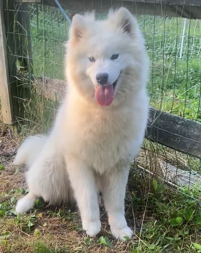 Samoyed Russian Champion Bloodline Puppies and Adults media 10