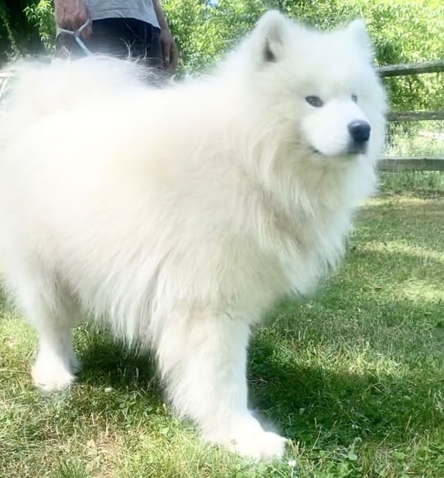 Samoyed Russian Champion Bloodline Puppies and Adults media 9