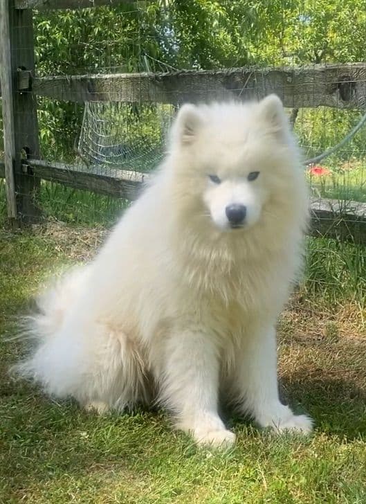 Samoyed Russian Champion Bloodline puppies and adults available breeder image 21
