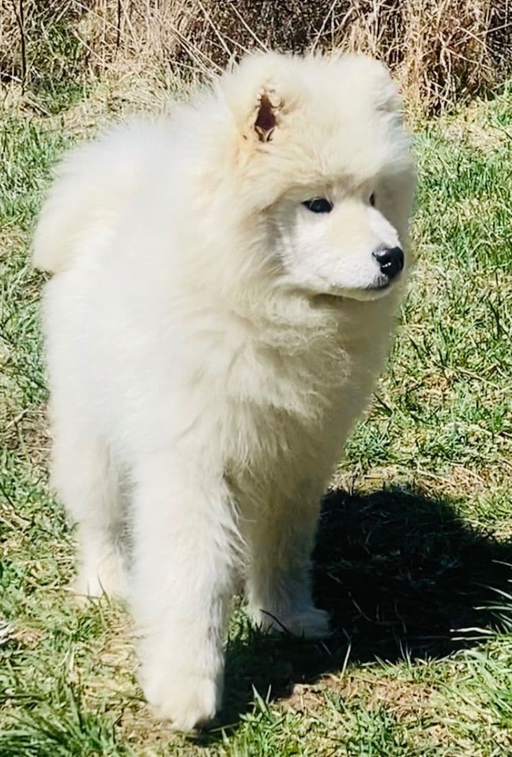 Samoyed Russian Champion Bloodline puppies and adults available breeder image 23