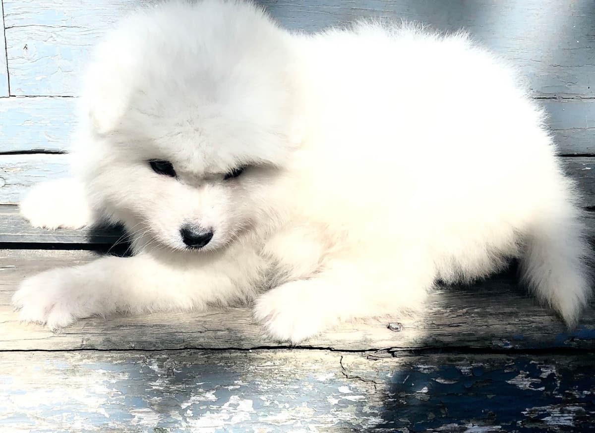 Samoyed Russian Champion Bloodline puppies and adults available breeder image 24
