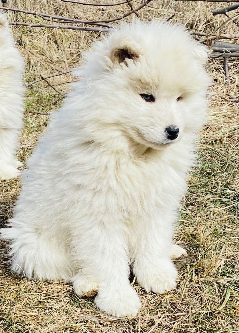 Samoyed Russian Champion Bloodline puppies and adults available breeder image 17
