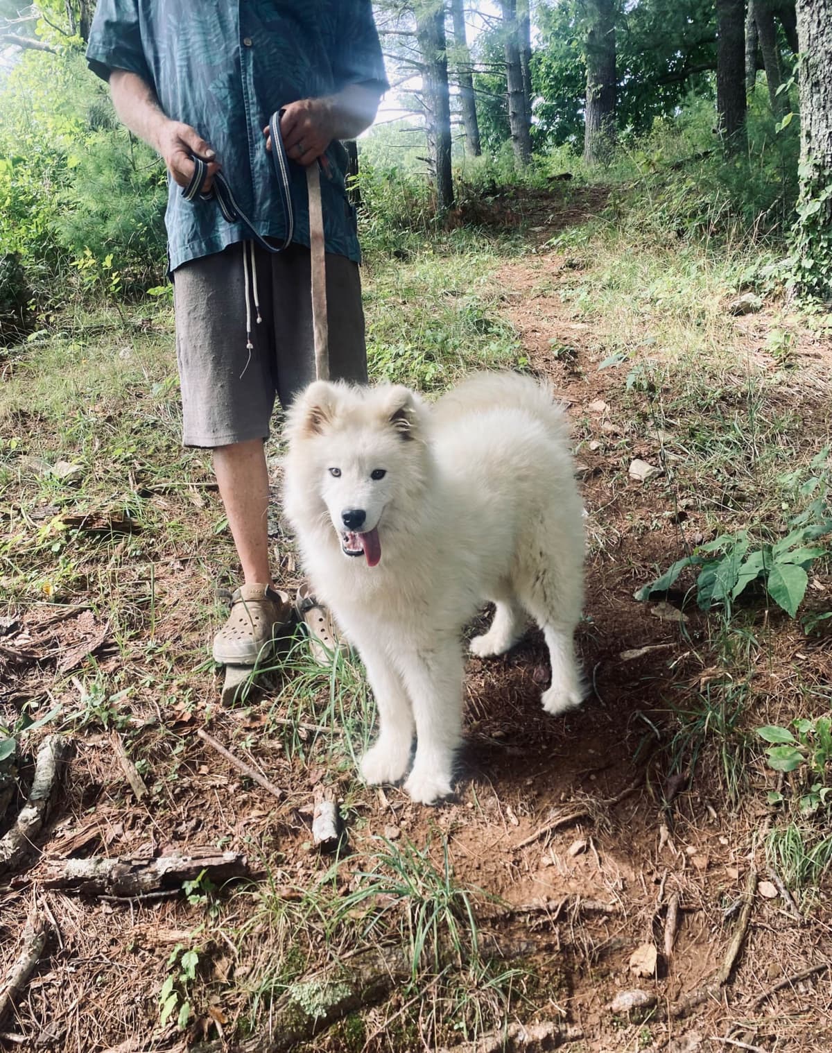 Samoyed Russian Champion Bloodline puppies and adults available breeder image 25