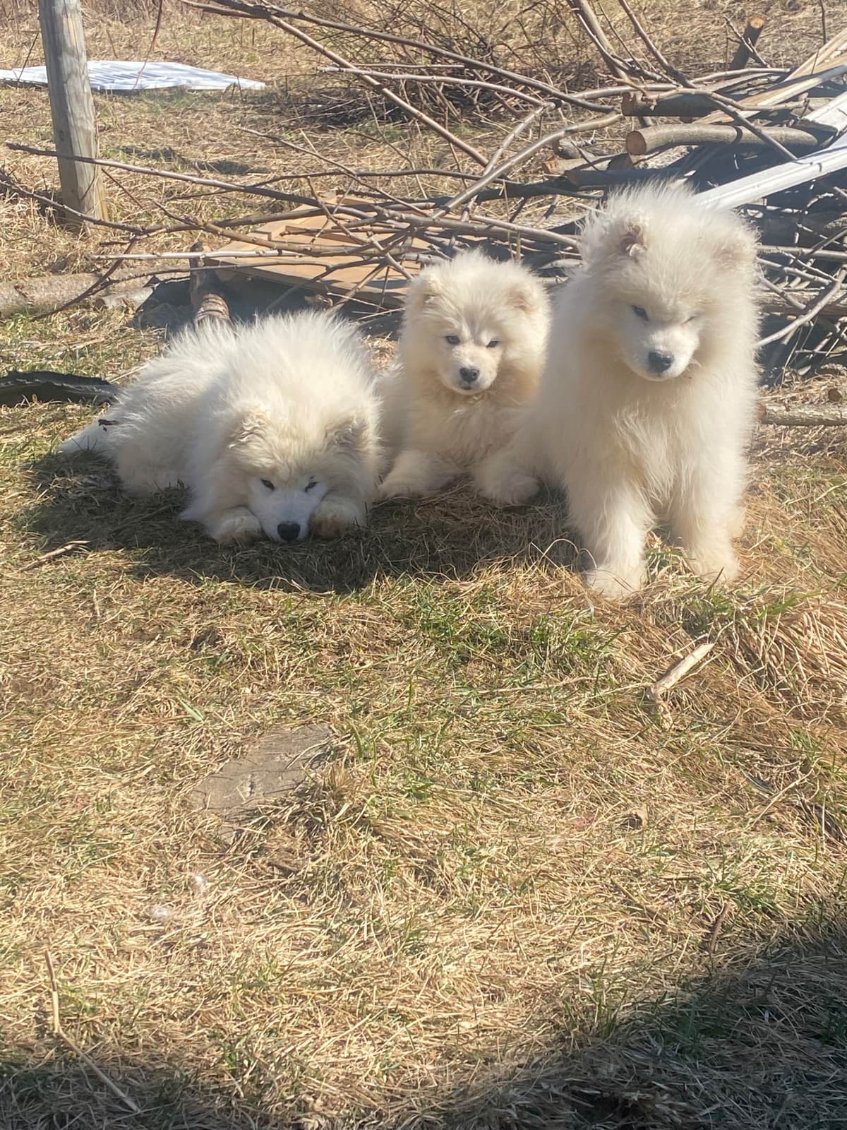 Samoyed Russian Champion Bloodline puppies and adults available breeder image 5