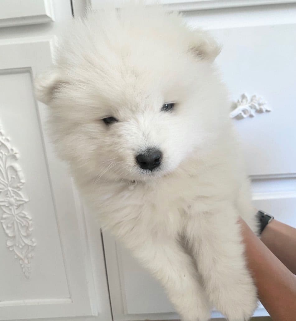 Samoyed Russian Champion Bloodline puppies and adults available breeder image 29